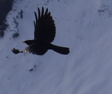 Foto: Peter Hutzler <br> Location: Christlum, Austria <br> Date: December 2004