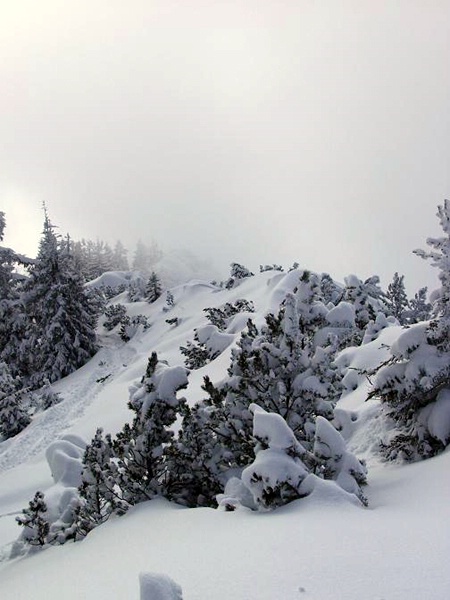 Foto: Peter Hutzler <br> Location: Wank, Germany <br> Date: Feb 2004