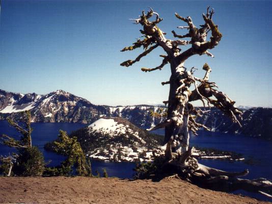 Foto: Micha Ewald <br> Location: Crater Lake, OR, USA <br> Date: July 1999